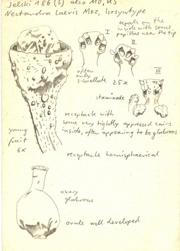 Vorschaubild Nectandra laevis Mez